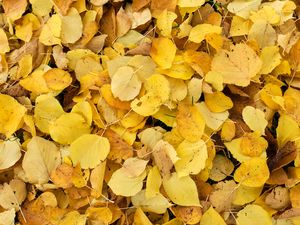 Preview wallpaper leaves, fallen leaves, autumn, yellow