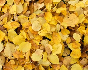 Preview wallpaper leaves, fallen leaves, autumn, yellow