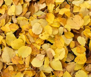 Preview wallpaper leaves, fallen leaves, autumn, yellow
