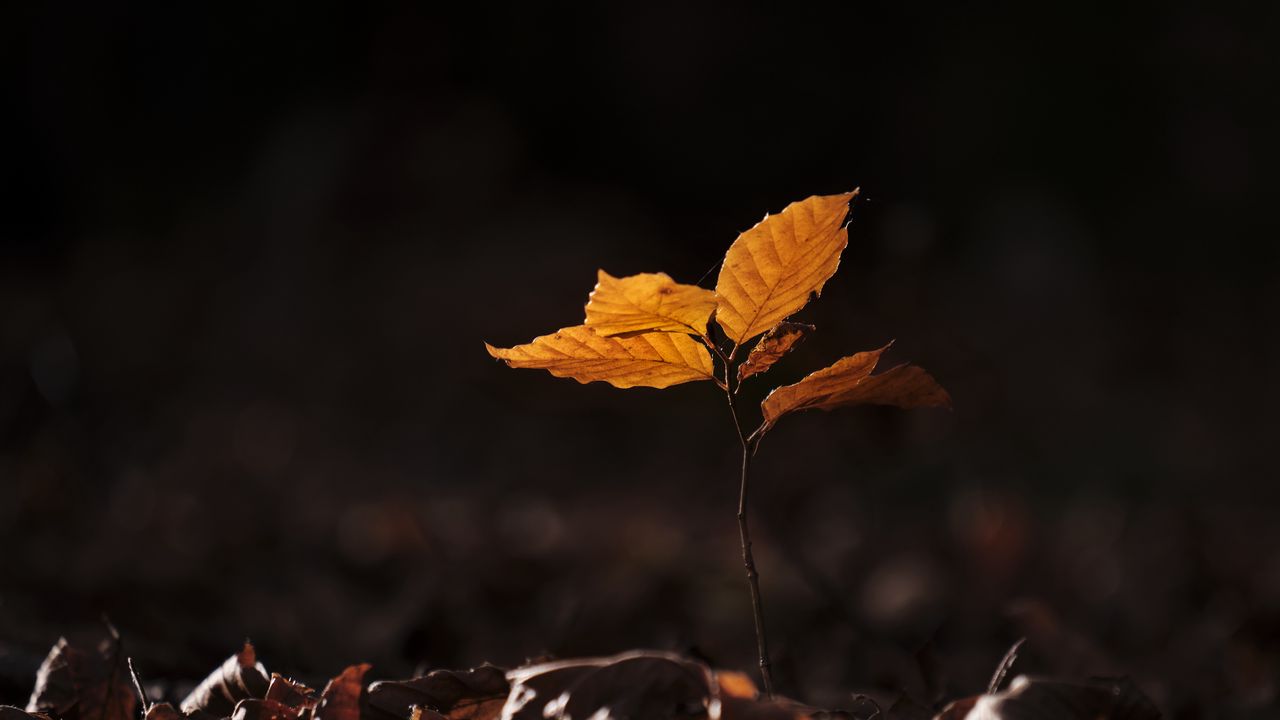 Wallpaper leaves, fallen leaves, sprout, autumn, macro