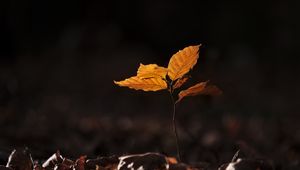Preview wallpaper leaves, fallen leaves, sprout, autumn, macro