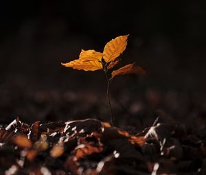 Preview wallpaper leaves, fallen leaves, sprout, autumn, macro