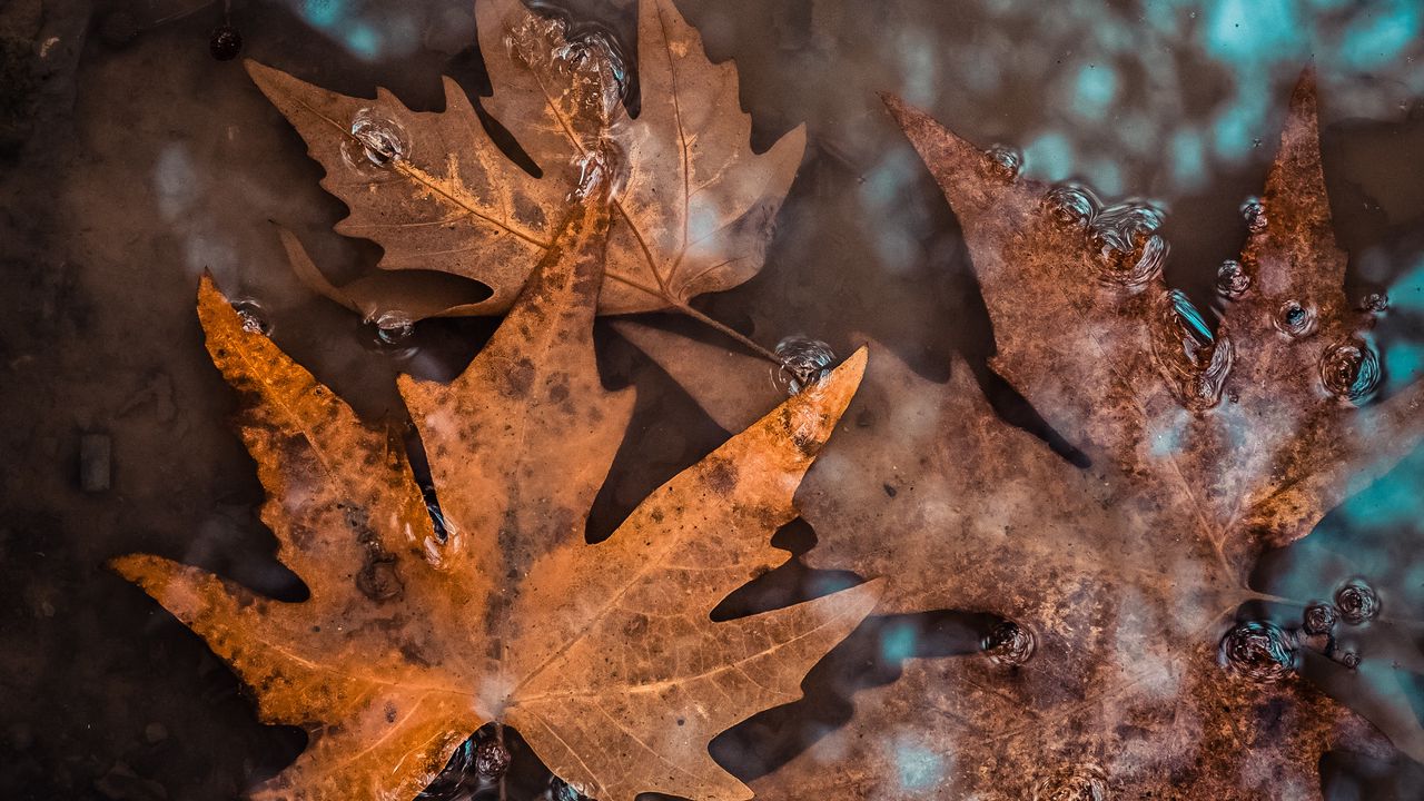 Wallpaper leaves, fallen, water, wet, autumn