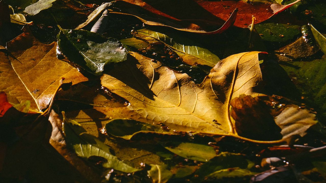 Wallpaper leaves, fallen, wet, dark, autumn