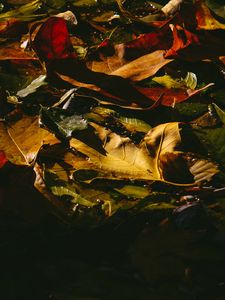 Preview wallpaper leaves, fallen, wet, dark, autumn