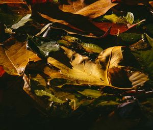 Preview wallpaper leaves, fallen, wet, dark, autumn