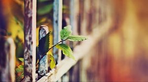 Preview wallpaper leaves, fence, grass