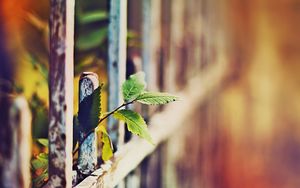 Preview wallpaper leaves, fence, grass