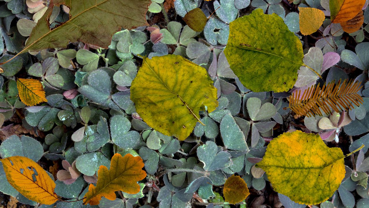 Wallpaper leaves, fern, autumn, fallen