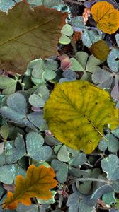Preview wallpaper leaves, fern, autumn, fallen