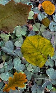 Preview wallpaper leaves, fern, autumn, fallen