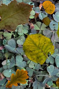 Preview wallpaper leaves, fern, autumn, fallen