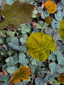 Preview wallpaper leaves, fern, autumn, fallen