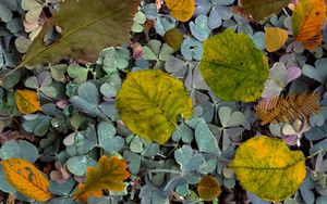 Preview wallpaper leaves, fern, autumn, fallen