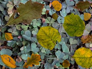 Preview wallpaper leaves, fern, autumn, fallen