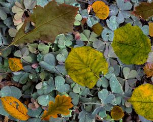 Preview wallpaper leaves, fern, autumn, fallen