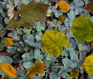 Preview wallpaper leaves, fern, autumn, fallen