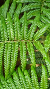 Preview wallpaper leaves, fern, branch, green, plant