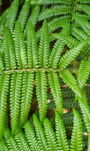 Preview wallpaper leaves, fern, branch, green, plant