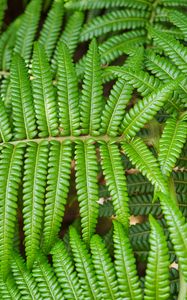 Preview wallpaper leaves, fern, branch, green, plant