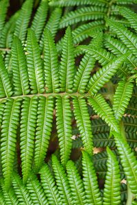 Preview wallpaper leaves, fern, branch, green, plant