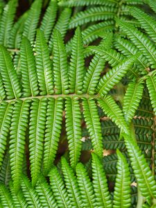 Preview wallpaper leaves, fern, branch, green, plant