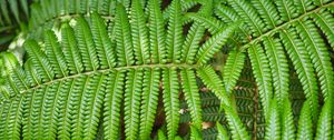 Preview wallpaper leaves, fern, branch, green, plant