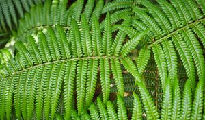 Preview wallpaper leaves, fern, branch, green, plant