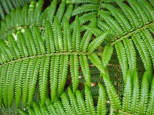 Preview wallpaper leaves, fern, branch, green, plant