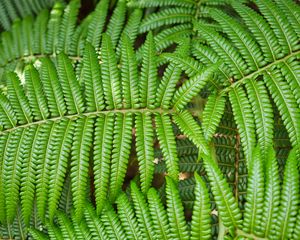 Preview wallpaper leaves, fern, branch, green, plant