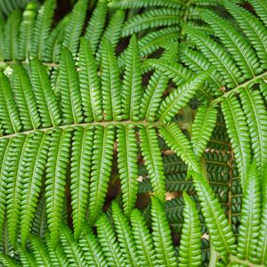 Preview wallpaper leaves, fern, branch, green, plant