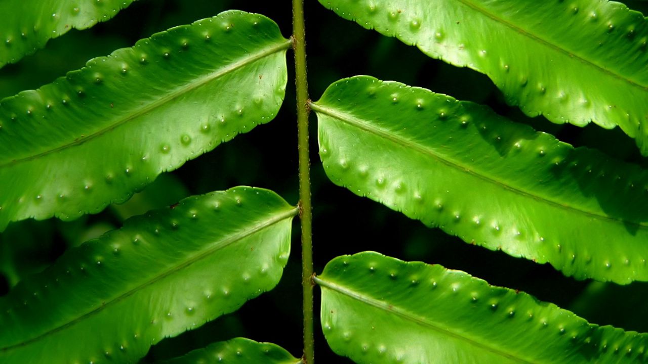 Wallpaper leaves, fern, green, branch