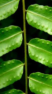 Preview wallpaper leaves, fern, green, branch