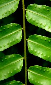 Preview wallpaper leaves, fern, green, branch