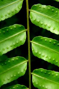 Preview wallpaper leaves, fern, green, branch