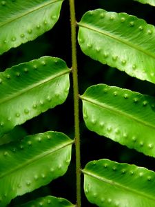 Preview wallpaper leaves, fern, green, branch