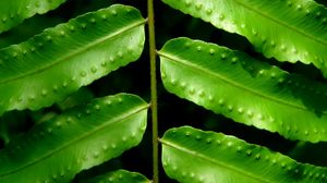 Preview wallpaper leaves, fern, green, branch