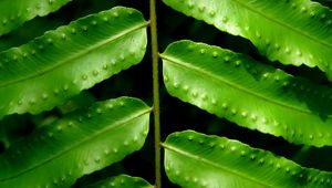 Preview wallpaper leaves, fern, green, branch