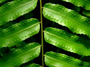 Preview wallpaper leaves, fern, green, branch