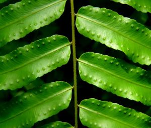 Preview wallpaper leaves, fern, green, branch