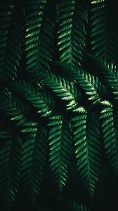 Preview wallpaper leaves, fern, macro, green, dark