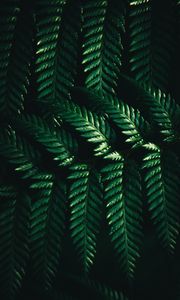 Preview wallpaper leaves, fern, macro, green, dark
