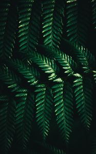 Preview wallpaper leaves, fern, macro, green, dark