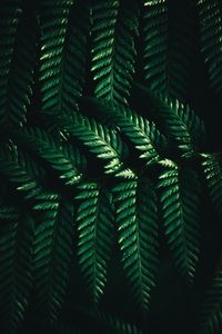 Preview wallpaper leaves, fern, macro, green, dark