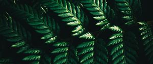 Preview wallpaper leaves, fern, macro, green, dark