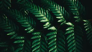 Preview wallpaper leaves, fern, macro, green, dark