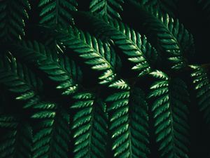 Preview wallpaper leaves, fern, macro, green, dark