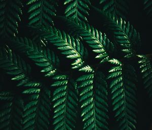 Preview wallpaper leaves, fern, macro, green, dark