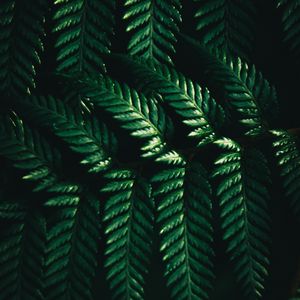 Preview wallpaper leaves, fern, macro, green, dark