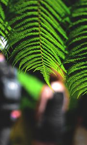 Preview wallpaper leaves, fern, macro, green